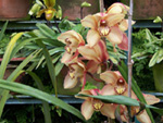 Link til ferieoplevelser på Madeira - orkidé i Monte